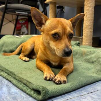Milton -  Chihuahua and Mixed Breed Dog for Adoption in Chester, Maryland - Milton | PetCurious