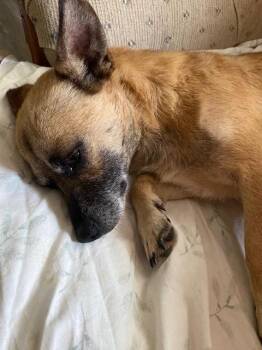 Shorty -  Chihuahua and Mixed Breed Dog for Adoption in Churchville, New York - Shorty | PetCurious