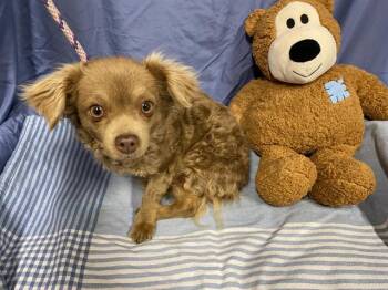 Chihuahua and Mixed Breed Dogs Available for Adoption - LENI | PetCurious