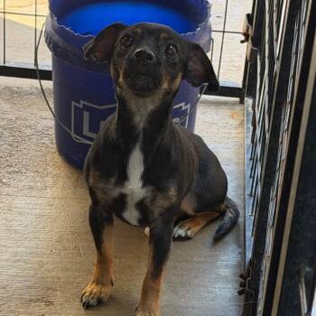 Cricket -  Chihuahua and Mixed Breed Dog for Adoption in Lake Jackson, Texas - Cricket | PetCurious