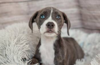 Brooklyn -  American Bulldog and Mixed Breed Dog for Adoption in Dothan, Alabama - Brooklyn | PetCurious