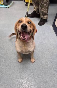 Benji -  Beagle Dog for Adoption in Portland, Indiana - Benji | PetCurious