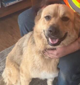 Shepherd Dogs Available for Adoption in Calgary, Alberta - Fara | PetCurious