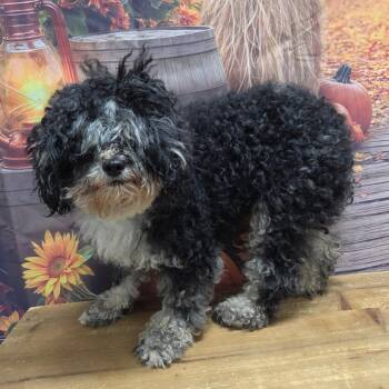 Bernadette -  Miniature Poodle Dog for Adoption in Normal, Illinois - Bernadette | PetCurious