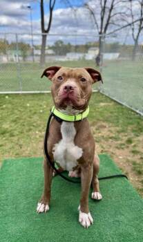 Rescue Mixed Breed Dogs for Adoption in West Chester, Pennsylvania - Renegade | PetCurious