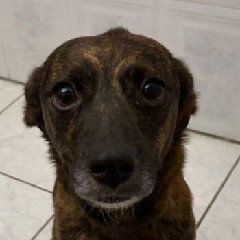 Plott Hound Dogs Available for Adoption in Carolina, Carolina - Bubbles - The Girl W/ The Sweetest Eyes | PetCurious