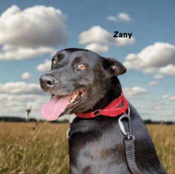 Zany -  Australian Cattle Dog Blue Heeler and American Staffordshire Terrier Dog for Adoption in Thibodaux, Louisiana - Zany | PetCurious