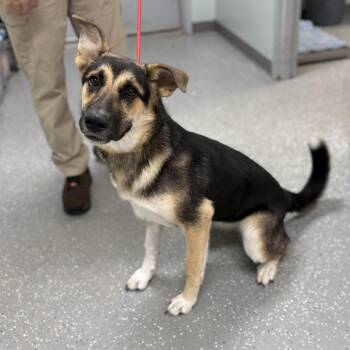 Bella -  Australian Shepherd and German Shepherd Dog Dog for Adoption in Bardstown, Kentucky - Bella | PetCurious