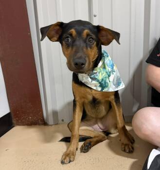 Baela -  Labrador Retriever Dog for Adoption in Pembroke, Massachusetts - Baela | PetCurious