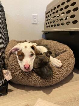 Cattle Dog Dogs Available for Adoption in Fort Lupton, Colorado - Hunson | PetCurious