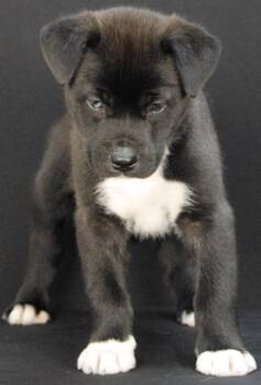 Husky Dogs Available for Adoption in Newland, North Carolina - Cypher | PetCurious
