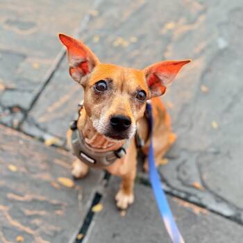 Pillywiggin -  Chihuahua Dog for Adoption in New York, New York - Pillywiggin | PetCurious