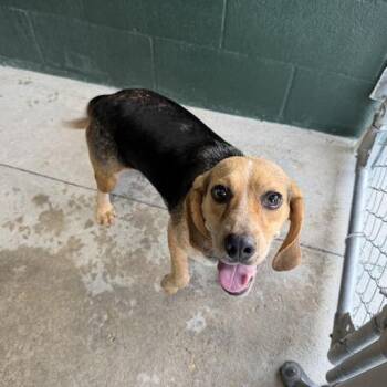Princess Glitter Sparkles -  Beagle and Mixed Breed Dog for Adoption in Carencro, Louisiana - Princess Glitter Sparkles | PetCurious