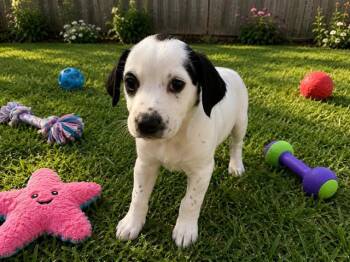 LUCERNE -  Australian Cattle Dog Blue Heeler Dog for Adoption in Globe, Arizona - LUCERNE | PetCurious