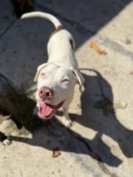 Rescue Mixed Breed Dogs for Adoption in Homewood, Illinois - Glacier | PetCurious