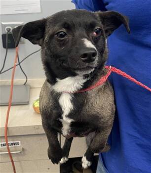 Mixed Breed Dogs Available for Adoption - GIDGET | PetCurious