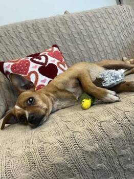 Rex -  Mixed Breed Dog for Adoption in Memphis, Tennessee - Rex | PetCurious