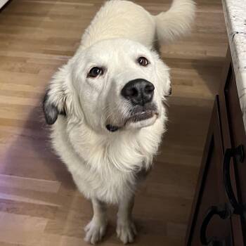 Great Pyrenees Dogs Available for Adoption in Hopkinton, Massachusetts - Misty | PetCurious