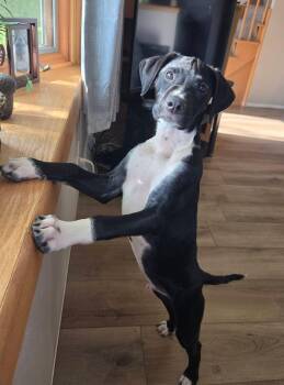 Rocky the Hound Mix Puppy -  Border Collie and Hound Dog for Adoption in Muskego, Wisconsin - Rocky The Hound Mix Puppy | PetCurious