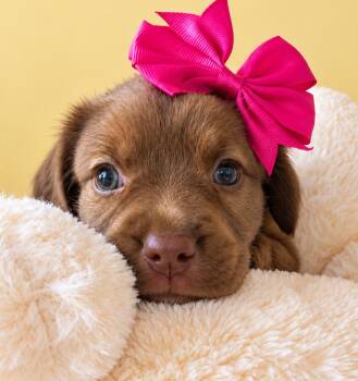 Lainey -  Chocolate Labrador Retriever Dog for Adoption in Lake Geneva, Wisconsin - Lainey | PetCurious