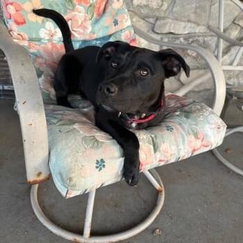 Labrador Retriever Dogs Available for Adoption - Jax | PetCurious