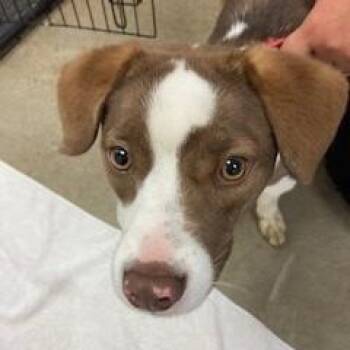 YORK-Stray-16058 -  Mixed Breed Dog for Adoption in York, Pennsylvania - YORK-Stray-16058 | PetCurious