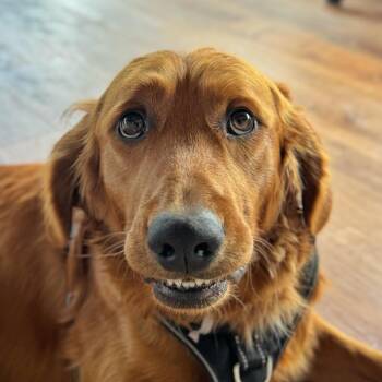 Golden Retriever Dogs Available for Adoption in Pacific Grove, California - Finn | PetCurious