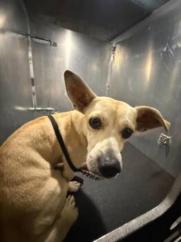 DOUGLAS -  Chihuahua Dog for Adoption in San Antonio, Texas - DOUGLAS | PetCurious