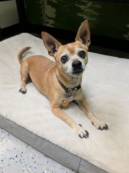 Dexter -  Chihuahua Dog for Adoption in Millcreek, Utah - Dexter | PetCurious