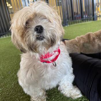 Shih Tzu Dogs Available for Adoption - Buddy | PetCurious