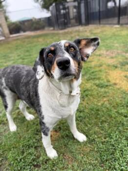 Australian Cattle Dog Blue Heeler and Mixed Breed Dogs Available for Adoption in Riverside, California - OSA | PetCurious