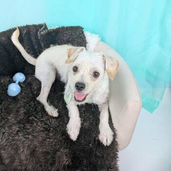Ringo -  Terrier and Mixed Breed Dog for Adoption in Round Rock, Texas - Ringo | PetCurious