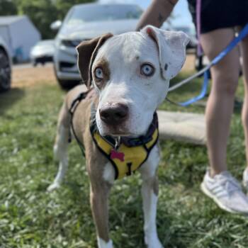 Pit Bull Terrier Dogs Available for Adoption in Columbia, South Carolina - Helmet | PetCurious