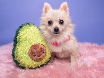 Eeyore -  Pomeranian Dog for Adoption in Palo Alto, California - Eeyore | PetCurious
