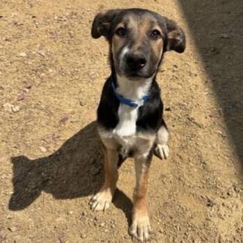 Rescue German Shepherd Dog and Mixed Breed Dogs for Adoption in Ontario, California - MOOSE | PetCurious