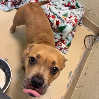 Pit Bull Terrier and Mixed Breed Dogs Available for Adoption in Indianapolis, Indiana - Mama | PetCurious