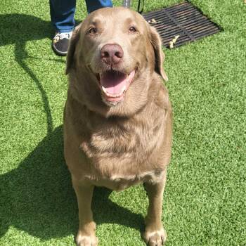 Fury -  Labrador Retriever Dog for Adoption in Chattanooga, Tennessee - Fury | PetCurious