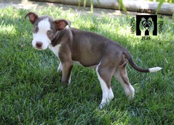 Repeat -  Labrador Retriever and Shepherd Dog for Adoption in Omaha, Nebraska - Repeat | PetCurious