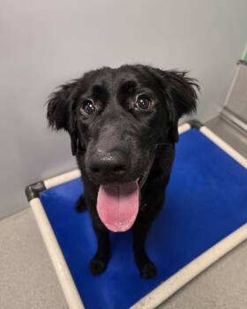 Argos -  Flat Coated Retriever Dog for Adoption in Wellington, Kansas - Argos | PetCurious