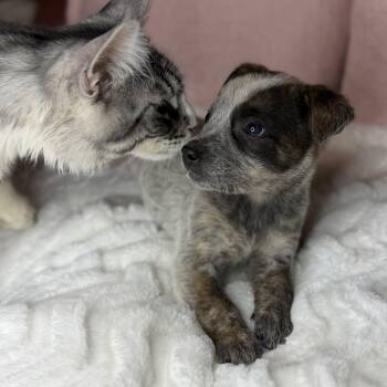 Australian Shepherd and Australian Cattle Dog Blue Heeler Dogs Available for Adoption in Atlanta, Texas - Leslie  | PetCurious