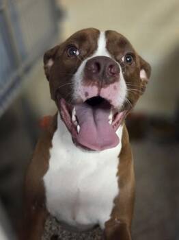 Professor Meatloaf -  Pit Bull Terrier and Mixed Breed Dog for Adoption in Westland, Michigan - Professor Meatloaf | PetCurious