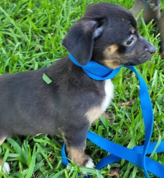Simon -  Mixed Breed Dog for Adoption in Taycheedah, Wisconsin - Simon | PetCurious