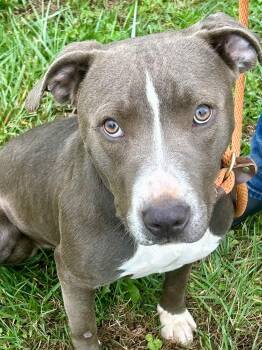 Rescue Mixed Breed Dogs for Adoption in Franklin, Kentucky - Silvin | PetCurious