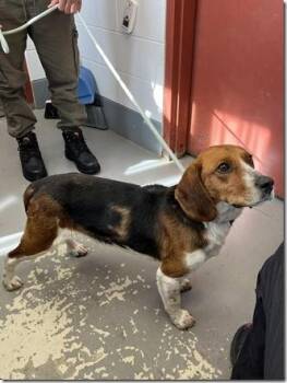 Beagle Dogs Available for Adoption - Craig 34 Pounds 3 Years Old! | PetCurious