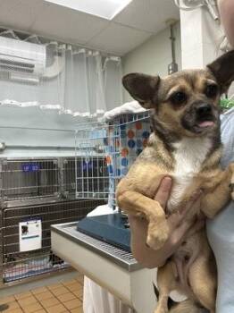 Poochie -  Chihuahua and Mixed Breed Dog for Adoption in Gainesville, Florida - Poochie | PetCurious