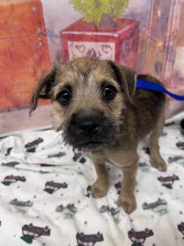 SARA -  Terrier and Mixed Breed Dog for Adoption in San Bernardino, California - SARA | PetCurious