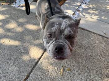 LYLA -  American Bulldog Dog for Adoption in Rowlett, Texas - LYLA | PetCurious