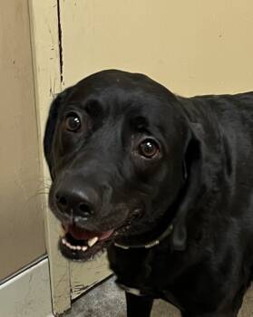 Rescue Labrador Retriever Dogs for Adoption in Spokane Valley, Washington - Lola | PetCurious