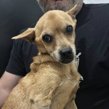 Rescue Chihuahua and Mixed Breed Dogs for Adoption in Hackett, Arkansas - Bubby | PetCurious