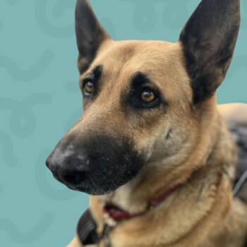 Oakley -  German Shepherd Dog Dog for Adoption in Reno, Nevada - Oakley | PetCurious